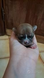 Chihuahua