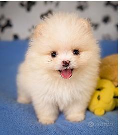 Cucciolo Spitz Nano Tedesco