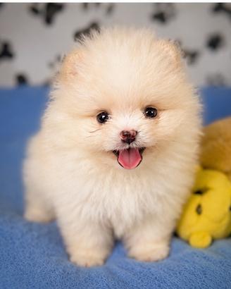 Cucciolo Spitz Nano Tedesco