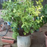 Piante di limone ultratrentennali in vaso grande