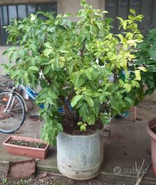 Piante di limone ultratrentennali in vaso grande