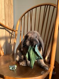 Coniglio Mini Lop