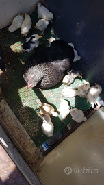 Pulcini e pulcinotti