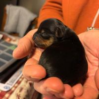 Cuccioli di yorkshire