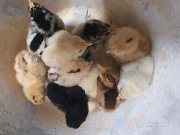 Galline ornamentali - ovaiole