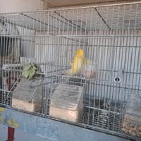 4 coppie canarini complete gabbie