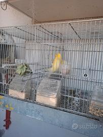 4 coppie canarini complete gabbie