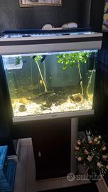 acquario 