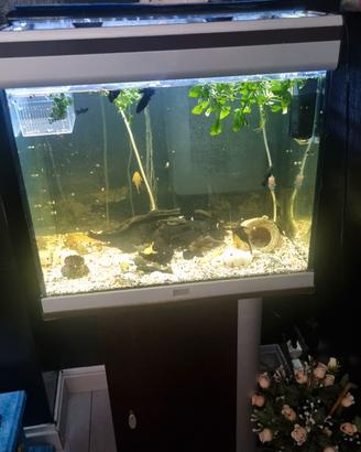 acquario 