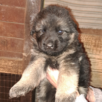 Cuccioli pastore tedesco pelo lungo