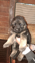 Cuccioli pastore tedesco pelo lungo