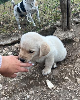 Cucciolo labrador Retriver