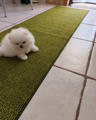 animali