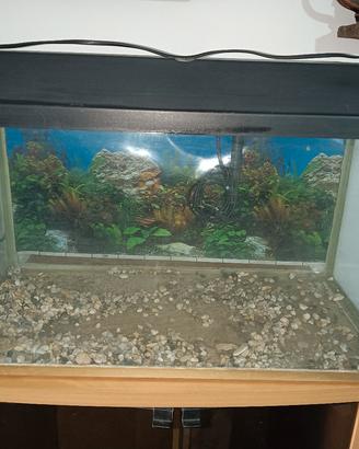 Acquario per casa