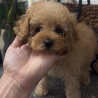 Barboncine toy albicocca