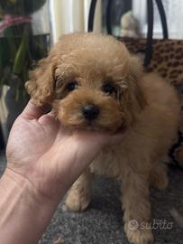 Barboncine toy albicocca