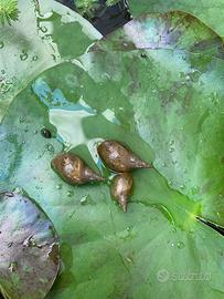 Lymnea stagnalis lumachine di stagno