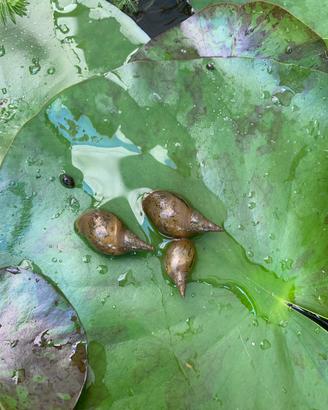Lymnea stagnalis lumachine di stagno