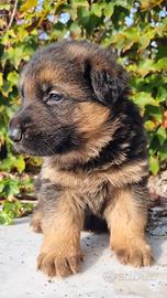 Cuccioli pastori tedesco pura razza-
