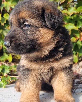 Cuccioli pastori tedesco pura razza-