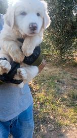 Cuccioli di pastore dei pirenei
