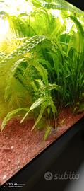 piante acquario
