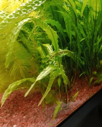 piante acquario