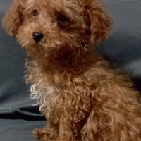 Barboncino ToyRed ultimo