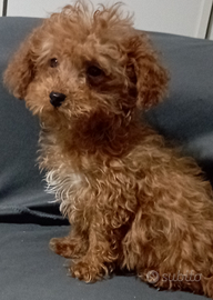 Barboncino ToyRed ultimo