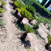 cikas palme di San Pietro yucca 