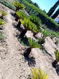 cikas palme di San Pietro yucca 