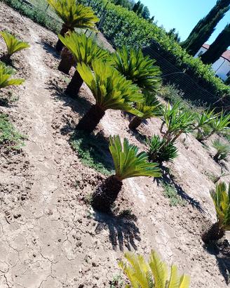 cikas palme di San Pietro yucca 