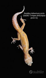 Geco leopardino Tremper