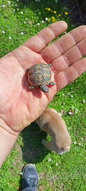 Tartarughe di terra