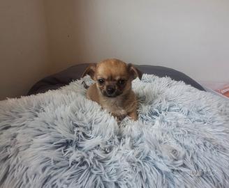 Cuccioli chihuahua mini toy