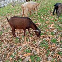 Becco Murciano premuto con capre di razza scamosci