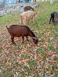Becco Murciano premuto con capre di razza scamosci