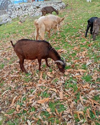 Becco Murciano premuto con capre di razza scamosci