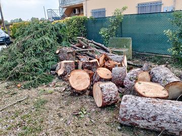 legna regalata 