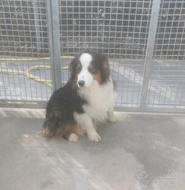 Cuccioloni di Pastore Australiano