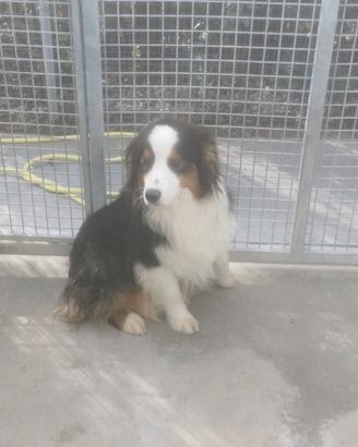 Cuccioloni di Pastore Australiano
