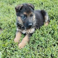 Cuccioli di pastore tedesco