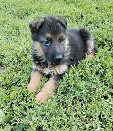 Cuccioli di pastore tedesco