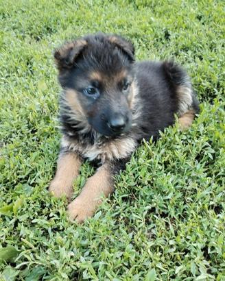 Cuccioli di pastore tedesco