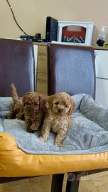 Barboncino albicocca o red cuccioli disponibili