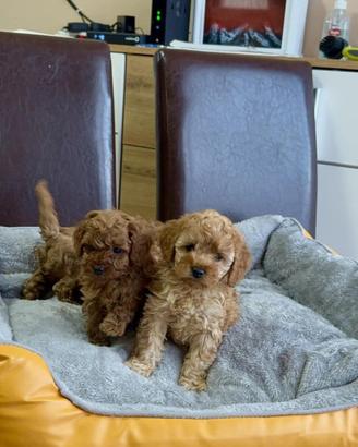 Barboncino albicocca o red cuccioli disponibili