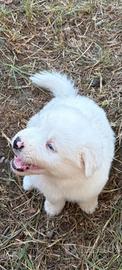 cucciolo australiano /begamasco 