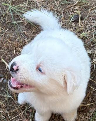 cucciolo australiano /begamasco 