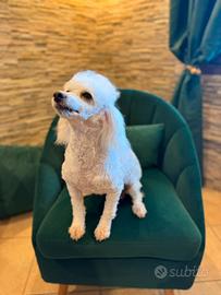Barboncino Nano Femmina 5 anni
