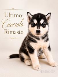 Ultimo Siberian Husky Cuccioli